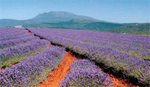 Courtesy of  The Bridestowe Estate Lavender Farm - 296 Gillespies Road, Nabowla a Tasmania tourist place to visit on your next Tasmanian holiday